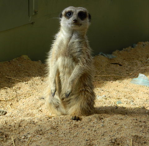Darling Downs Zoo - Inverell Accommodation 1