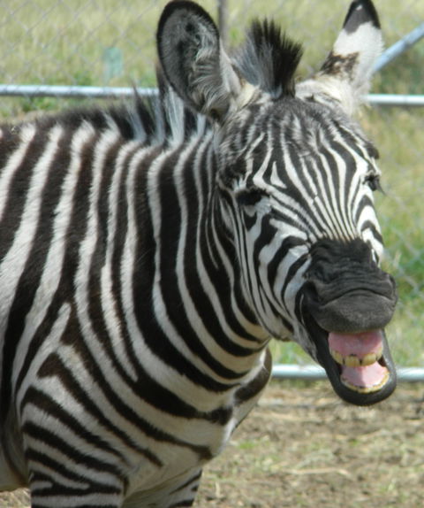 Darling Downs Zoo - Inverell Accommodation 2
