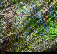 Great North walk - Palm Grove Nature Reserve - Inverell Accommodation