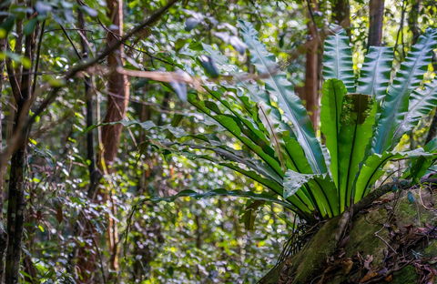 Great North Walk - Palm Grove Nature Reserve - Inverell Accommodation 0