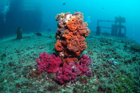 HMAS Brisbane Dive Site - Inverell Accommodation 0