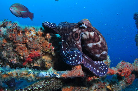 HMAS Brisbane Dive Site - Inverell Accommodation 2