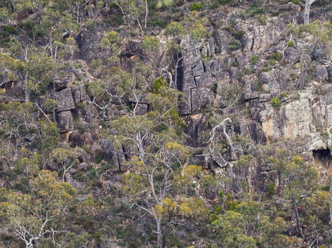 Horsnell Gully And Giles Conservation Parks - Inverell Accommodation 0