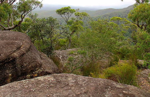 Pigeon House Mountain Didthul Walking Track - Inverell Accommodation 0