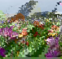 Smokin Heights Iris Display Garden - Inverell Accommodation