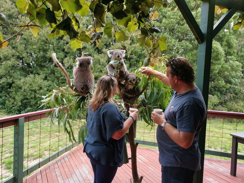 The Aussie Stop Offering Breakfast With Koalas - Inverell Accommodation 1