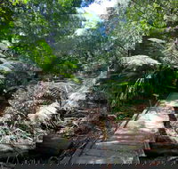 Wirrawilla Rainforest Walk - Inverell Accommodation