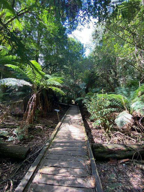 Wirrawilla Rainforest Walk - Inverell Accommodation 0