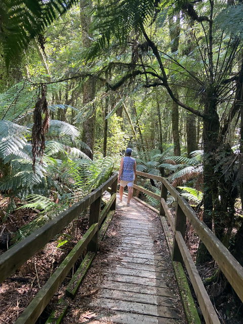 Wirrawilla Rainforest Walk - Inverell Accommodation 2