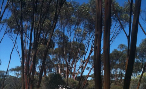 Boorabbin National Park - Inverell Accommodation 0