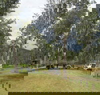 Chaelundi National Park - Inverell Accommodation