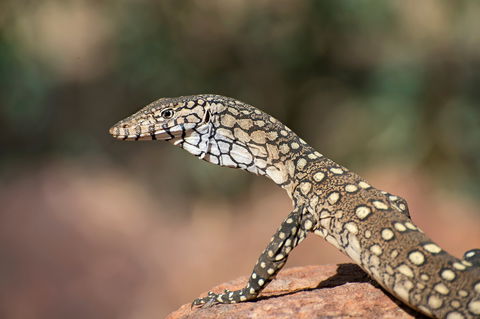 East MacDonnell Ranges - Inverell Accommodation 1