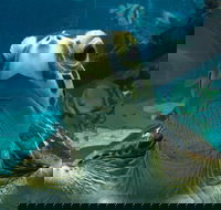 Reef HQ Aquarium - Inverell Accommodation