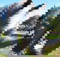 Tailem Bend Rhino Park and Dickson Reserve - Inverell Accommodation