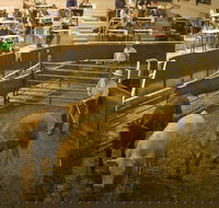 Wagga Wagga Livestock Marketing Centre - Inverell Accommodation