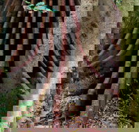 Wingham Brush Nature Reserve - Inverell Accommodation