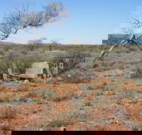 Winnecke Goldfield Cemetery - Inverell Accommodation