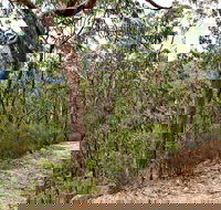 Yango Walking Track - Inverell Accommodation