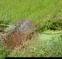 Brocks Creek Chinatown and Temple Site - Inverell Accommodation