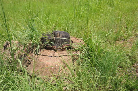 Brocks Creek Chinatown And Temple Site - Inverell Accommodation 0