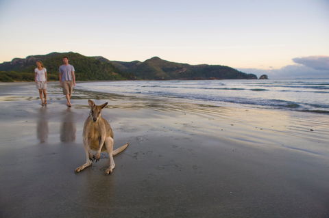 Cape Hillsborough National Park - Inverell Accommodation 0