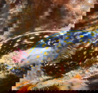 Cochrane Artificial Reef Dive Site - Inverell Accommodation