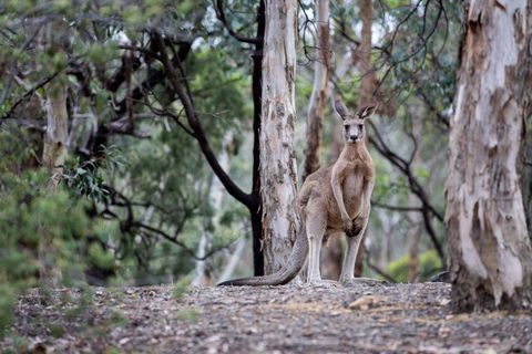 Currawong Bush Park - Inverell Accommodation 1