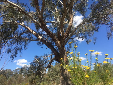 Euroa Arboretum - Inverell Accommodation 0