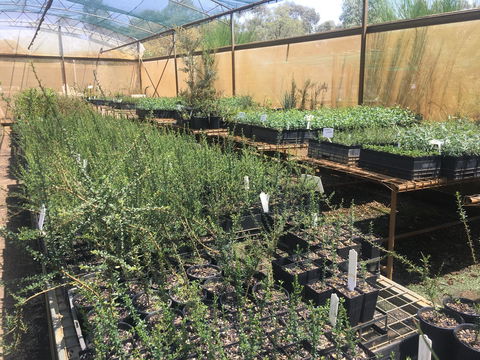 Euroa Arboretum - Inverell Accommodation 1