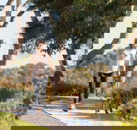Meningie Walking and Cycling Trails - Inverell Accommodation