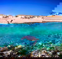 Snorkel the Ningaloo Reef - Inverell Accommodation