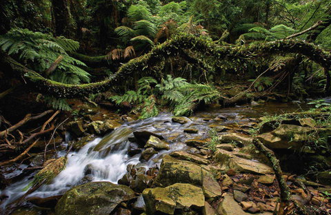 Budderoo National Park - Inverell Accommodation 0