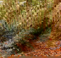 Burrawang Walking Track - Inverell Accommodation