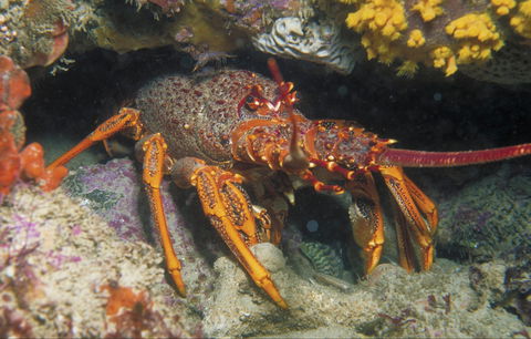 Eagle Rock Marine Sanctuary - Inverell Accommodation 1