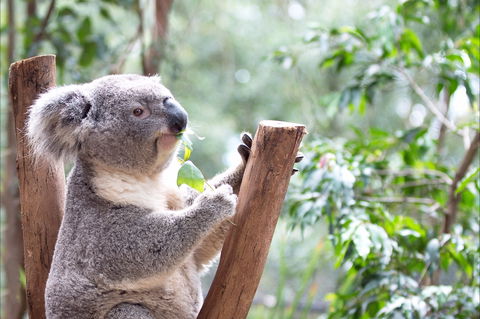 Featherdale Wildlife Park - Inverell Accommodation 1