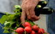 Harvest Launceston Community Farmers' Market - thumb 1