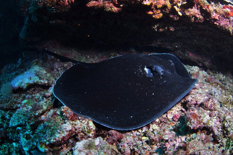 Hiros Cave And The Tubes - Inverell Accommodation 1