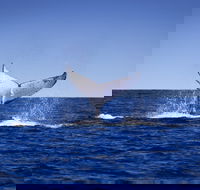 Humpback Whales - Inverell Accommodation