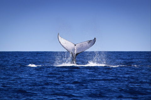 Humpback Whales - Inverell Accommodation 0