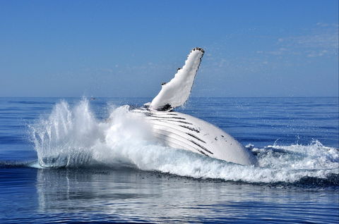 Humpback Whales - Inverell Accommodation 1