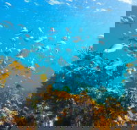 Snorkelling McKenzies Beach - Inverell Accommodation