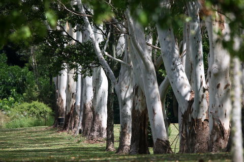 Teven Valley Golf Course - Inverell Accommodation 1