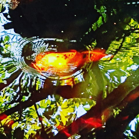 The Fernery At Diamond Waters - Inverell Accommodation 2