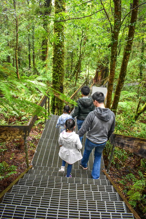 Yarra Ranges National Park - Inverell Accommodation 0