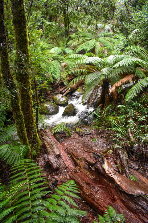 Yarra Ranges National Park - Inverell Accommodation 2
