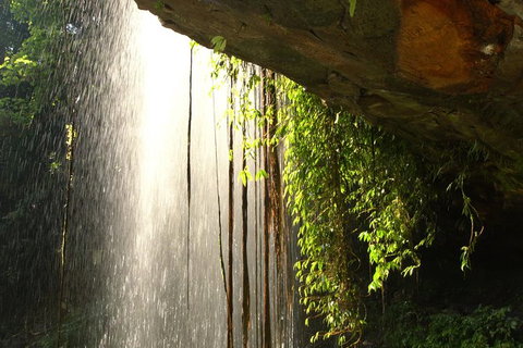 Rainforest & Waterfall Experience - Inverell Accommodation 9