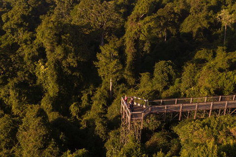 Rainforest & Waterfall Experience - Inverell Accommodation 5