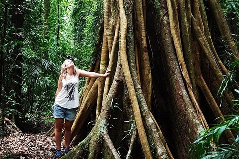 Rainforest & Waterfall Experience - Inverell Accommodation 3