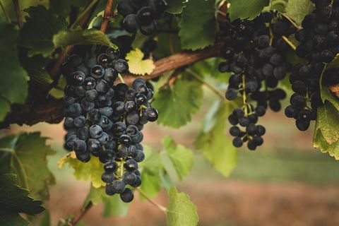 Hideaway Private Tours Hunter Valley - Inverell Accommodation 9