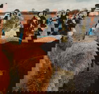 Alpaca Meet and Greet Experience in Tomingley - Inverell Accommodation